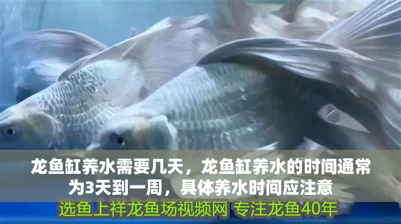 龍魚(yú)缸養(yǎng)水需要幾天，龍魚(yú)缸養(yǎng)水的時(shí)間通常為3天到一周，具體養(yǎng)水時(shí)間應(yīng)注意