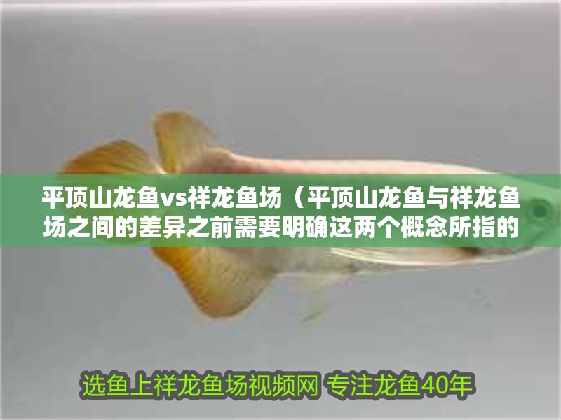 平頂山龍魚vs祥龍魚場（平頂山龍魚與祥龍魚場之間的差異之前需要明確這兩個概念所指的對象）