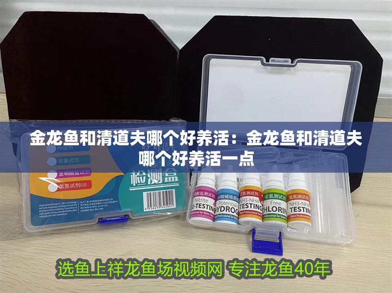 金龍魚和清道夫哪個好養活：金龍魚和清道夫哪個好養活一點