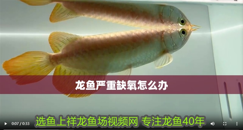 龍魚嚴重缺氧怎么辦