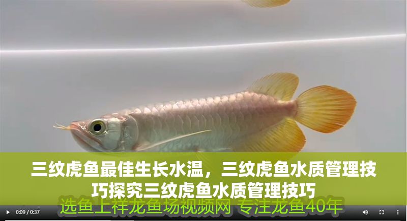 三紋虎魚最佳生長水溫，三紋虎魚水質管理技巧探究三紋虎魚水質管理技巧