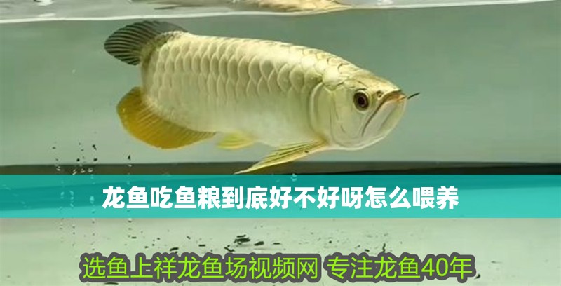 龍魚吃魚糧到底好不好呀怎么喂養(yǎng)