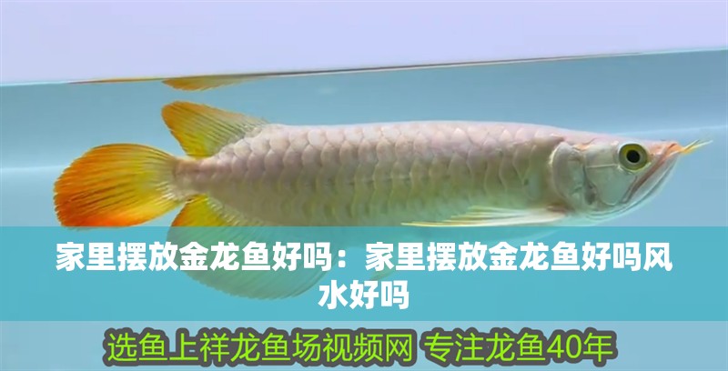 家里擺放金龍魚好嗎：家里擺放金龍魚好嗎風(fēng)水好嗎