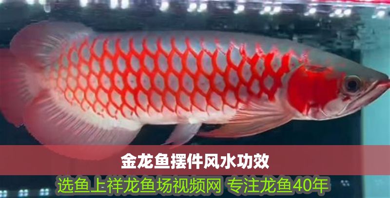 金龍魚擺件風水功效 龍魚百科 第2張 金龍魚擺件風水功效 金龍魚擺件風水功效 龍魚百科 第2張
