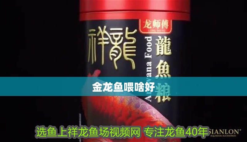 金龍魚喂啥好