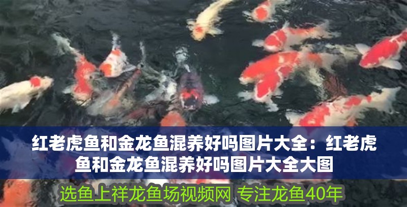 紅老虎魚和金龍魚混養好嗎圖片大全：紅老虎魚和金龍魚混養好嗎圖片大全大圖