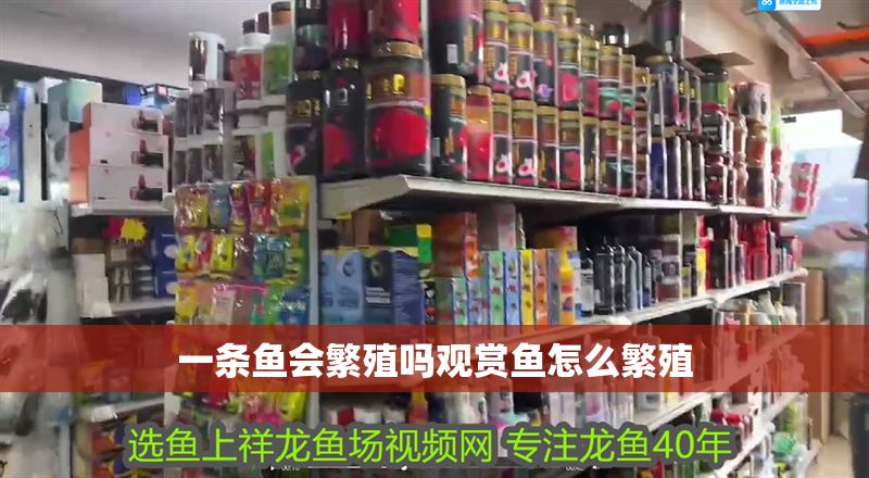 一條魚會(huì)繁殖嗎觀賞魚怎么繁殖