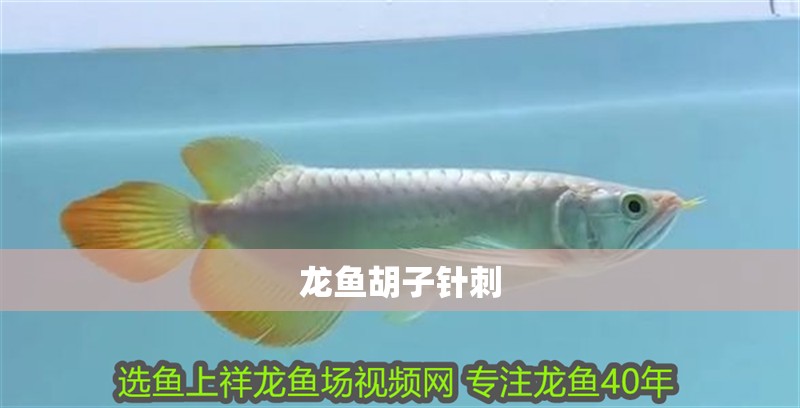 龍魚胡子針刺