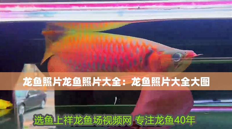 龍魚照片龍魚照片大全：龍魚照片大全大圖