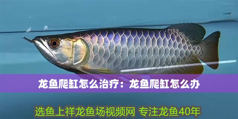 龍魚爬缸怎么治療：龍魚爬缸怎么辦
