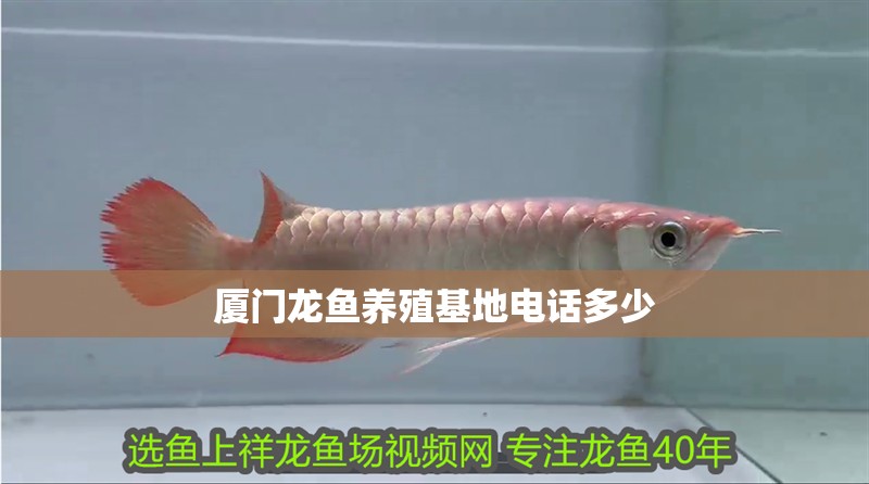 廈門龍魚養殖基地電話多少