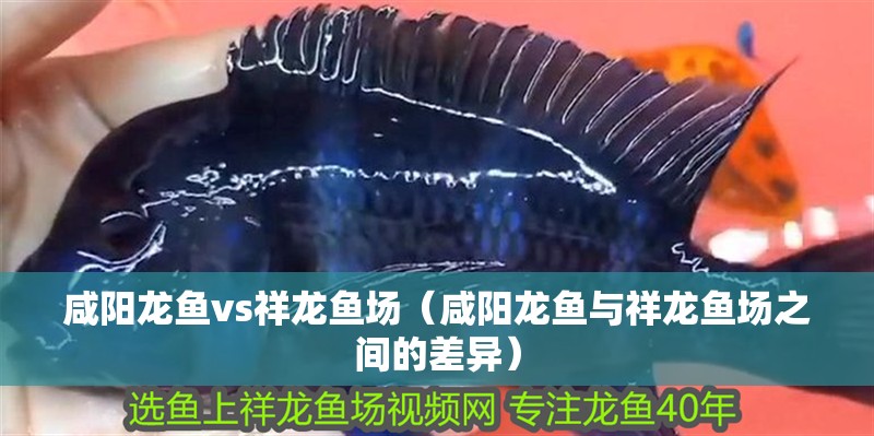咸陽龍魚vs祥龍魚場（咸陽龍魚與祥龍魚場之間的差異）