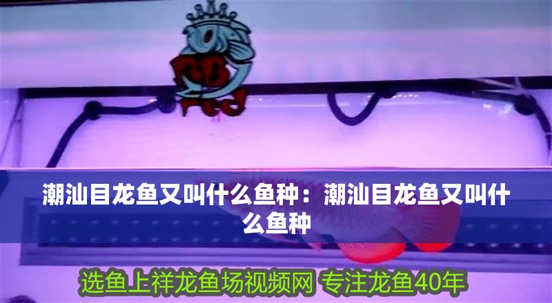 潮汕目龍魚又叫什么魚種：潮汕目龍魚又叫什么魚種