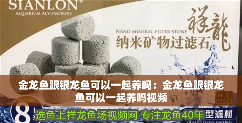 金龍魚跟銀龍魚可以一起養嗎：金龍魚跟銀龍魚可以一起養嗎視頻