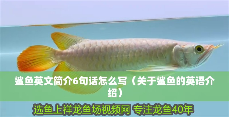 鯊魚英文簡介6句話怎么寫（關(guān)于鯊魚的英語介紹）