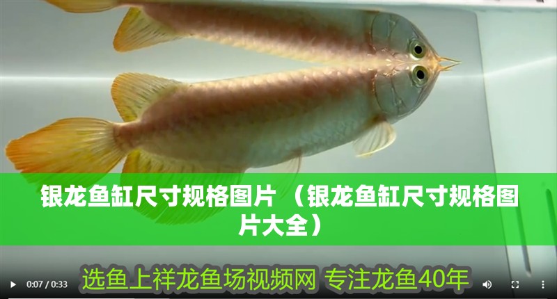 銀龍魚缸尺寸規(guī)格圖片 （銀龍魚缸尺寸規(guī)格圖片大全）