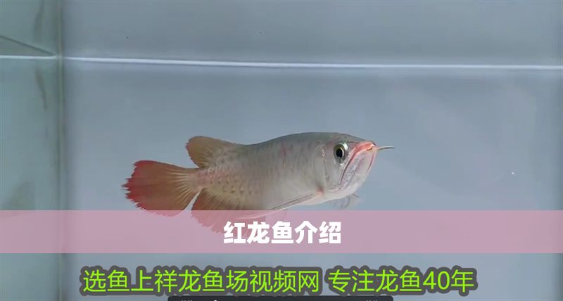 紅龍魚介紹