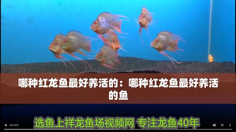 哪種紅龍魚最好養活的：哪種紅龍魚最好養活的魚