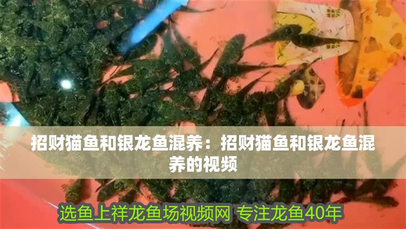 招財貓魚和銀龍魚混養：招財貓魚和銀龍魚混養的視頻