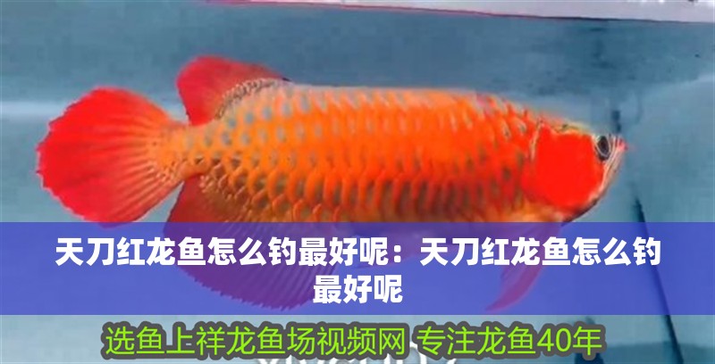 天刀紅龍魚怎么釣最好呢：天刀紅龍魚怎么釣最好呢