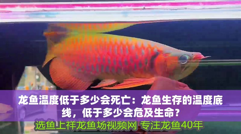 龍魚溫度低于多少會死亡：龍魚生存的溫度底線，低于多少會危及生命？