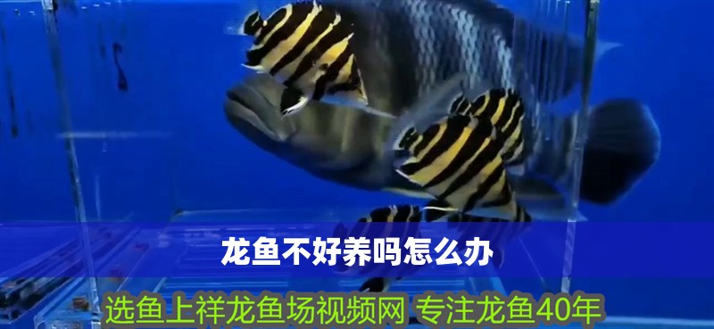 龍魚不好養(yǎng)嗎怎么辦