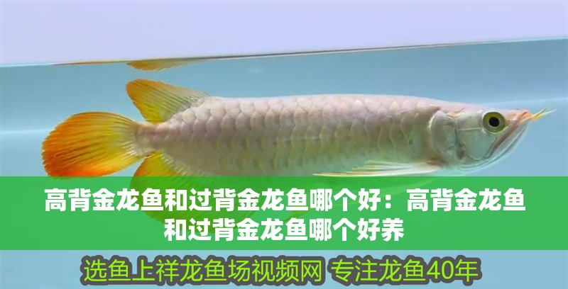 高背金龍魚(yú)和過(guò)背金龍魚(yú)哪個(gè)好：高背金龍魚(yú)和過(guò)背金龍魚(yú)哪個(gè)好養(yǎng)