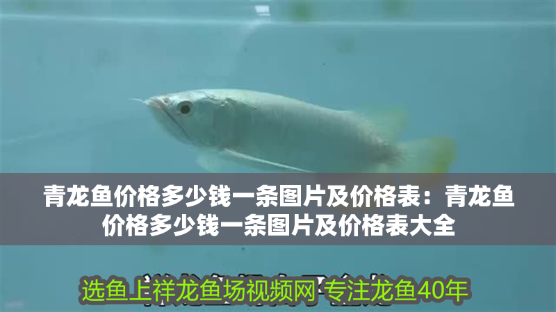 青龍魚價格多少錢一條圖片及價格表：青龍魚價格多少錢一條圖片及價格表大全