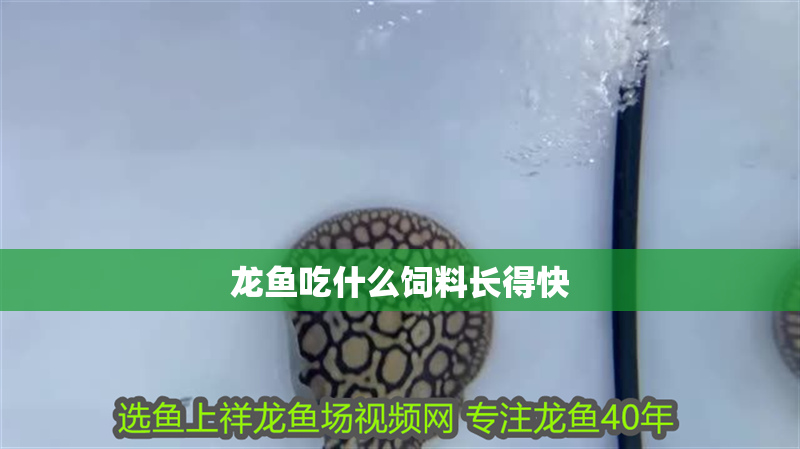 龍魚吃什么飼料長得快