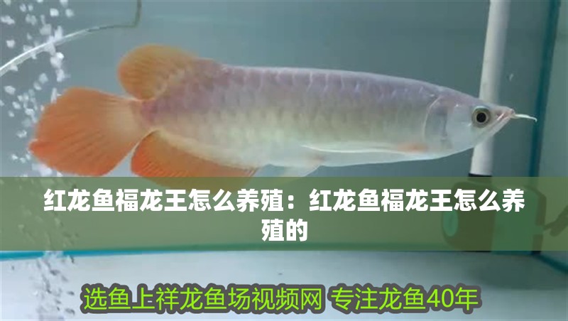 紅龍魚(yú)福龍王怎么養(yǎng)殖：紅龍魚(yú)福龍王怎么養(yǎng)殖的