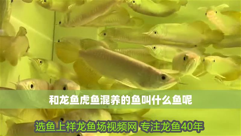 和龍魚虎魚混養的魚叫什么魚呢