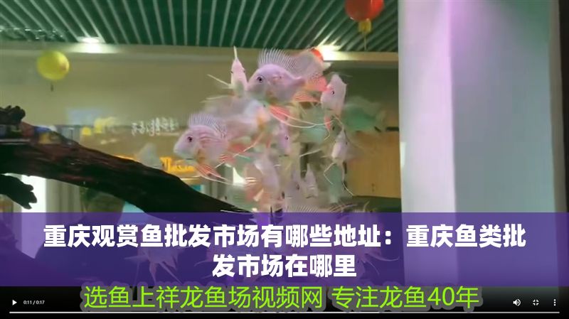 重慶觀賞魚批發市場有哪些地址：重慶魚類批發市場在哪里