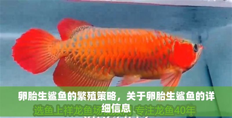 卵胎生鯊魚的繁殖策略，關于卵胎生鯊魚的詳細信息