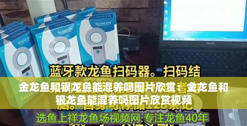 金龍魚和銀龍魚能混養嗎圖片欣賞：金龍魚和銀龍魚能混養嗎圖片欣賞視頻