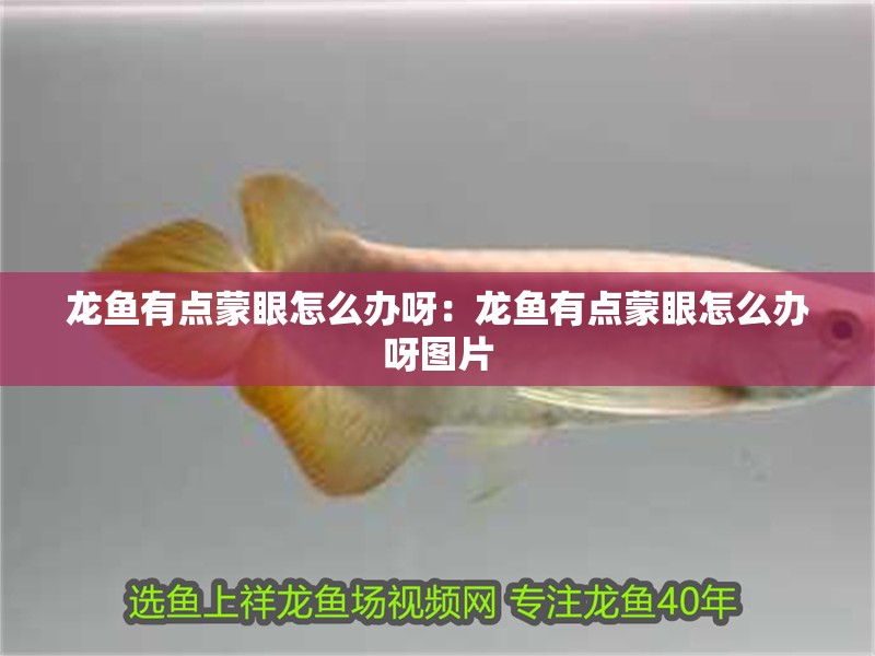 詳細閱讀:龍魚有點蒙眼怎么辦呀:龍魚有點蒙眼怎么辦呀圖片 龍魚有點蒙眼怎么辦呀:龍魚有點蒙眼怎么辦呀圖片
