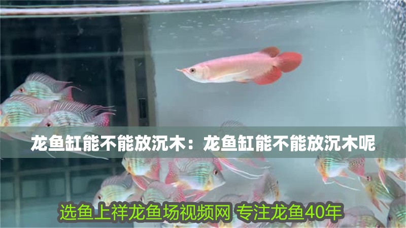 龍魚缸能不能放沉木：龍魚缸能不能放沉木呢