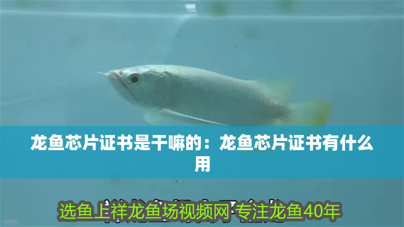 龍魚芯片證書是干嘛的：龍魚芯片證書有什么用