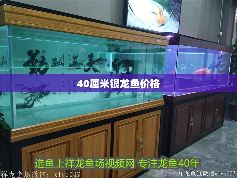 40厘米銀龍魚價格
