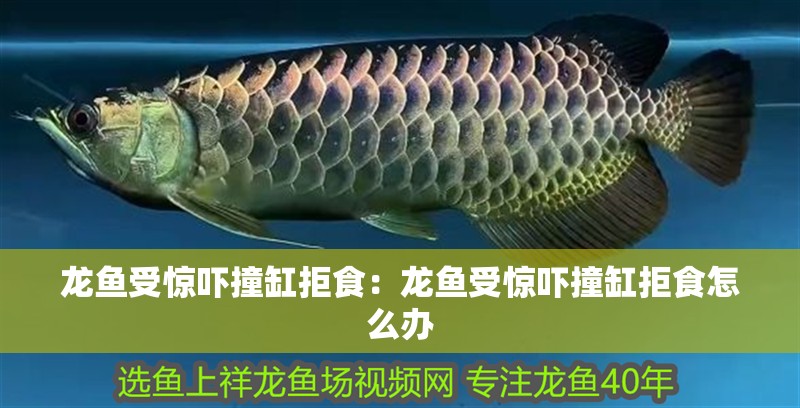 龍魚受驚嚇撞缸拒食：龍魚受驚嚇撞缸拒食怎么辦