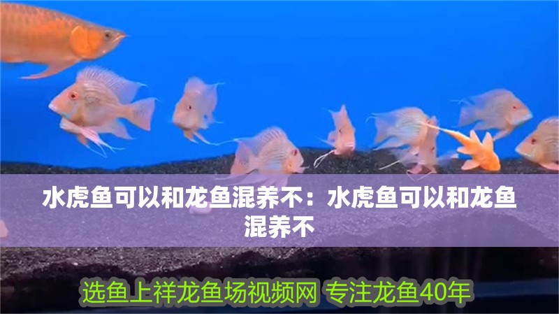 水虎魚可以和龍魚混養不：水虎魚可以和龍魚混養不