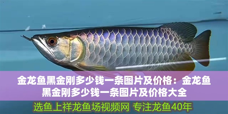 金龍魚黑金剛多少錢一條圖片及價格：金龍魚黑金剛多少錢一條圖片及價格大全