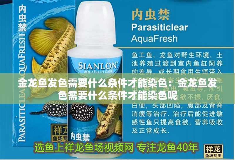 金龍魚發(fā)色需要什么條件才能染色：金龍魚發(fā)色需要什么條件才能染色呢