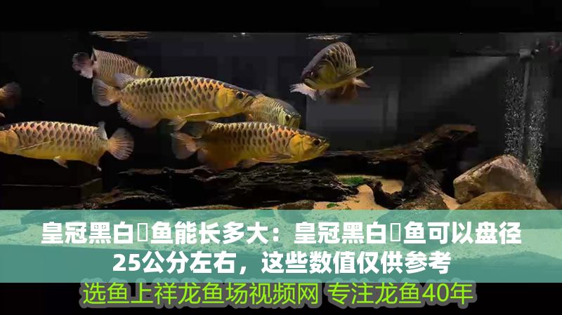 皇冠黑白魟魚能長多大：皇冠黑白魟魚可以盤徑25公分左右，這些數值僅供參考