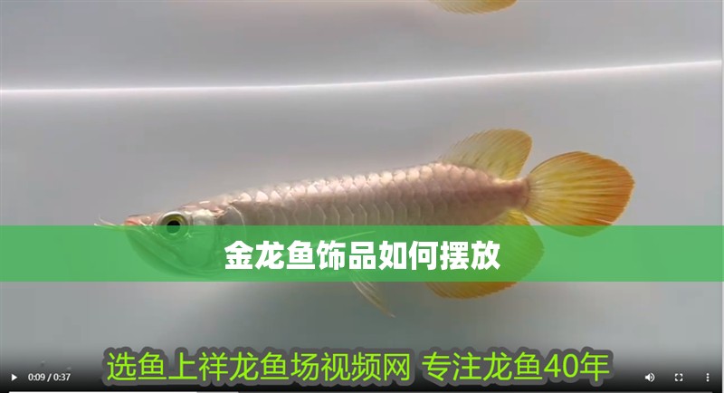 金龍魚飾品如何擺放