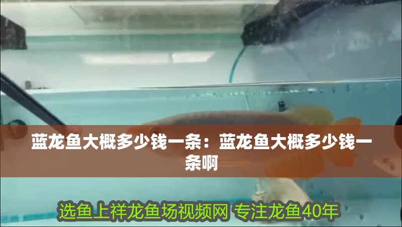 藍龍魚大概多少錢一條：藍龍魚大概多少錢一條啊
