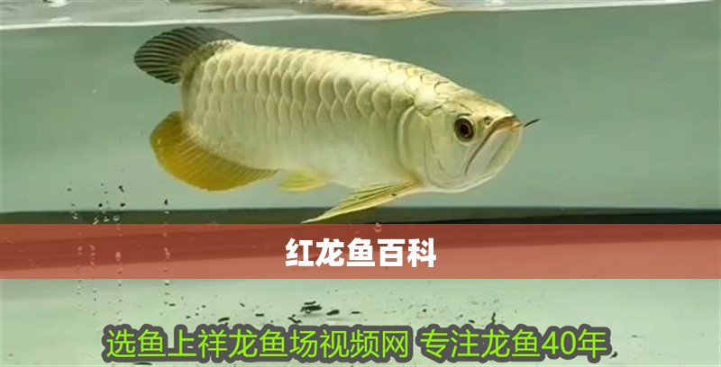 紅龍魚(yú)百科
