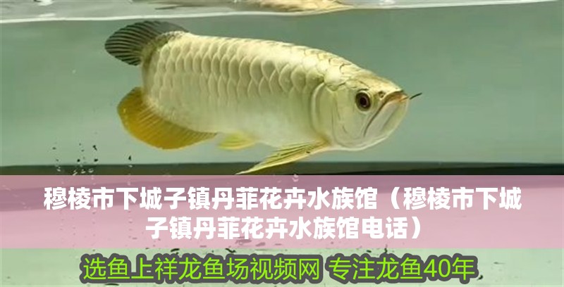 穆棱市下城子鎮丹菲花卉水族館（穆棱市下城子鎮丹菲花卉水族館電話）