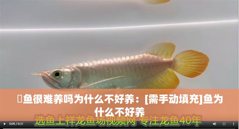 魟魚很難養嗎為什么不好養：[需手動填充]魚為什么不好養