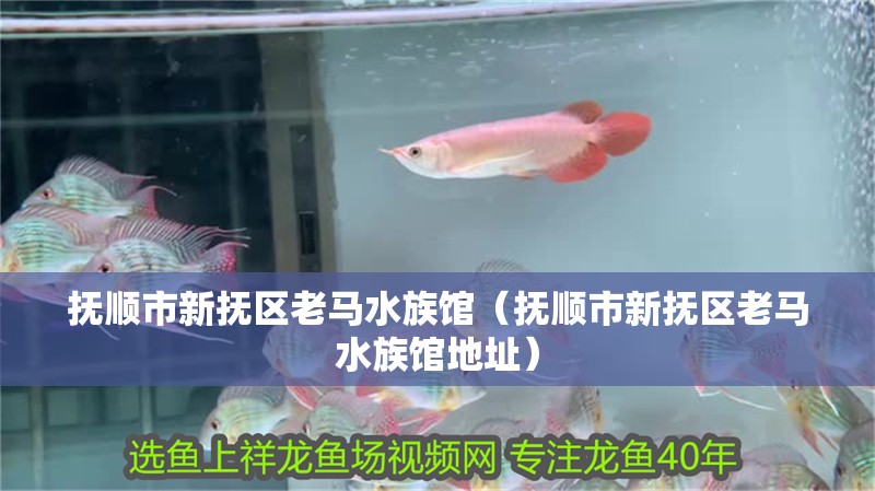 撫順市新?lián)釁^(qū)老馬水族館（撫順市新?lián)釁^(qū)老馬水族館地址）