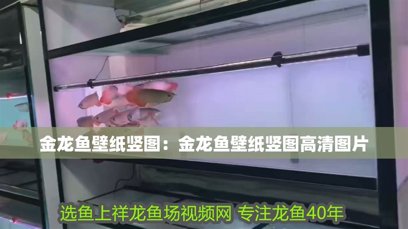 金龍魚壁紙豎圖：金龍魚壁紙豎圖高清圖片